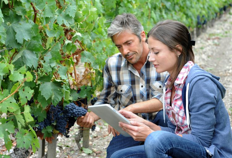 winemarkers in vine rows checking grapes quality winemarkers in vine rows checking grapes quality