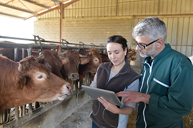 Quelles stratégies peuvent être mises en place pour gérer les astreintes et les pics de travaux en élevage ?